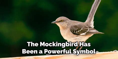 Mockingbird Spiritual Meaning, Symbolism and Totem | Explained