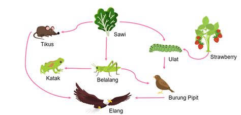 Buatlah jaring - jaring makanan dari ekosistem keb...