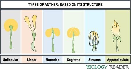 What is Anther? Definition, Structure, Video, Types & Functions ...