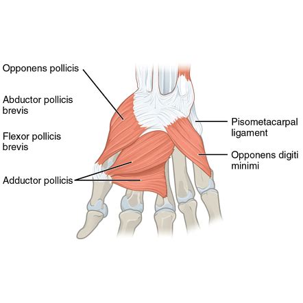 Thenar eminence | Radiology Reference Article | Radiopaedia.org