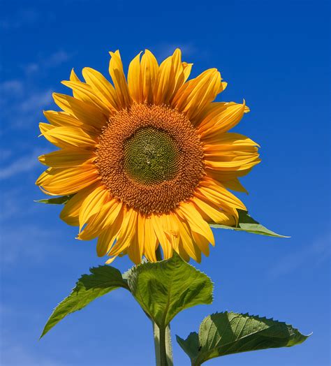 File:Sunflower sky backdrop.jpg - Wikimedia Commons