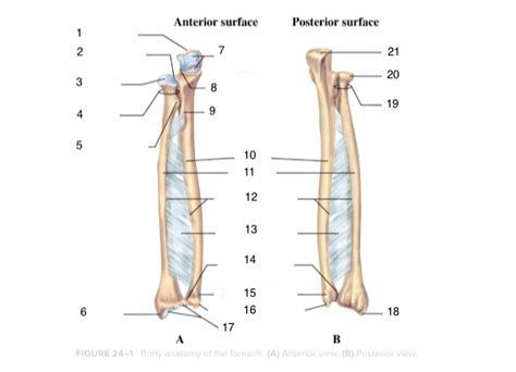 Elbow/Forearm bones Diagram | Quizlet