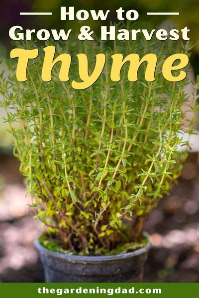 How to Grow Thyme (3 Easy Tips) | Planting herbs, Growing herbs indoors ...