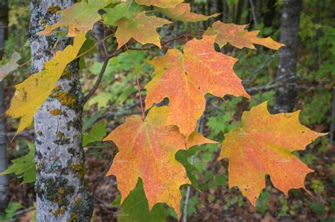 Early Fall Sugar Maple Leaves | Nature Stock Photos ~ Creative Market