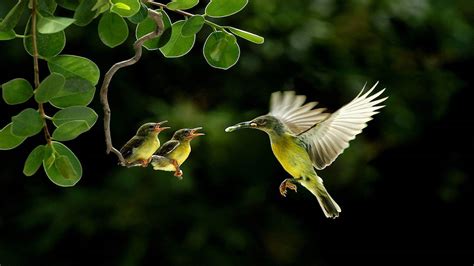 Beautiful Birds Wallpapers - Wallpaper Cave