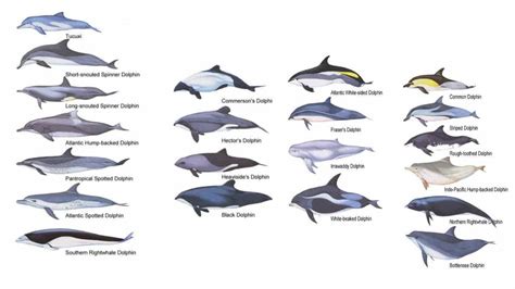 Dolphin Species - Dolphin Facts