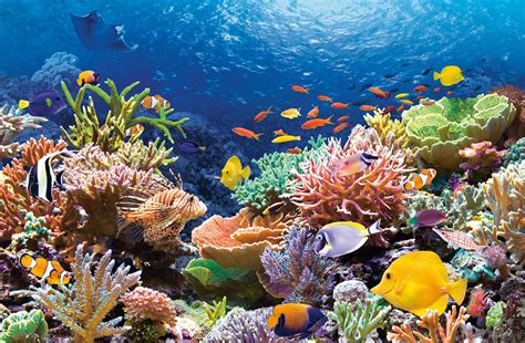 Great Barrier Reef Colorful Underwater | Images and Photos finder