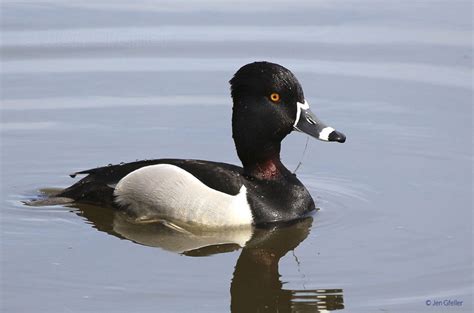 Ring-necked Duck, male breeding plumage – Jen Gfeller Nature Photography