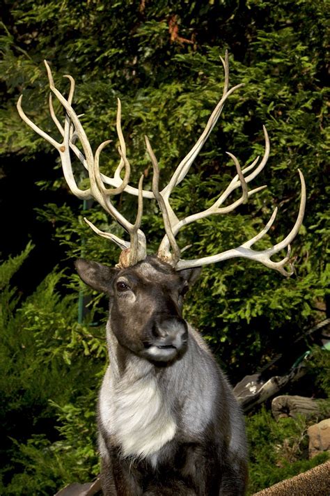 Male reindeer begin to grow antlers in February and females start in ...