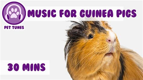 30 Minutes Of The Best Guinea Pig Music Around! Relax Your Guinea Pig ...