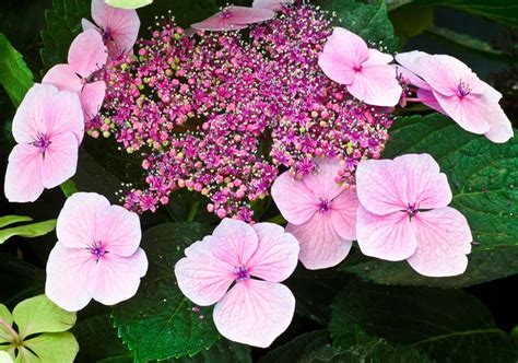 9 Great Varieties of Hydrangea