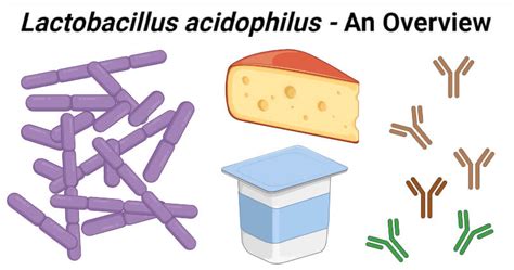 Lactobacillus acidophilus- An Overview - Microbe Notes