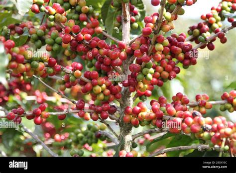 Berries of coffee plantations in Costa Rica Stock Photo - Alamy