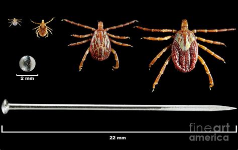 Gulf Coast Ticks Photograph by Science Source - Pixels