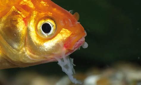 How to Treat Mouth Rot in Fish - Betta Fish Facts