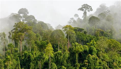 How Does the Climate Affect the Ecosystem of the Rainforest? | Sciencing