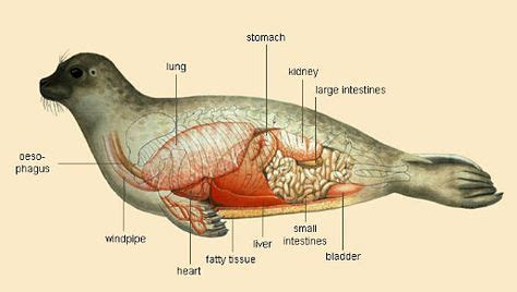 harp seal anatomy - Google Search | Zoology2: lesson3 | Animals ...