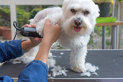 5 Short Hair Dog Grooming Tips You'll Swear By - FindABusinessThat.com