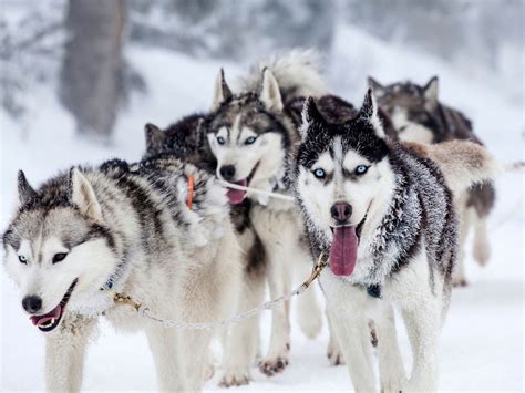 A Dog Sled with Siberian Huskies at Mount Buller | Travel Insider