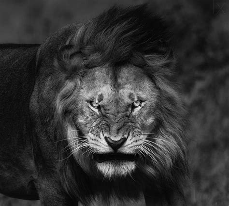 Lion Angry Black And White