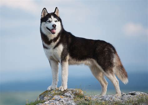 Siberian Husky | Characteristics, Overview, Temperament, & Facts ...