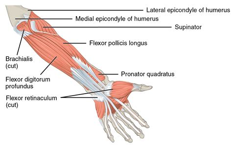 Medial Epicondyle Tendinopathy - Physiopedia