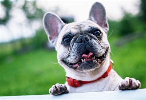 8 Things to Know Before Adopting a French Bulldog Puppy | Southern ...