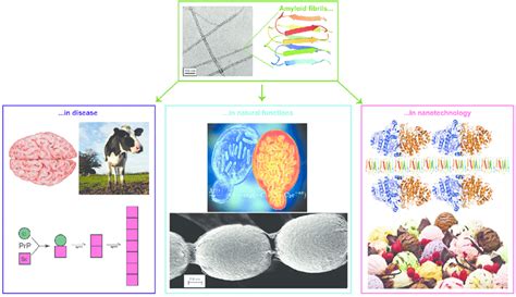 The many faces of amyloid fibrils. Amyloid fibrils are ribbon-like ...