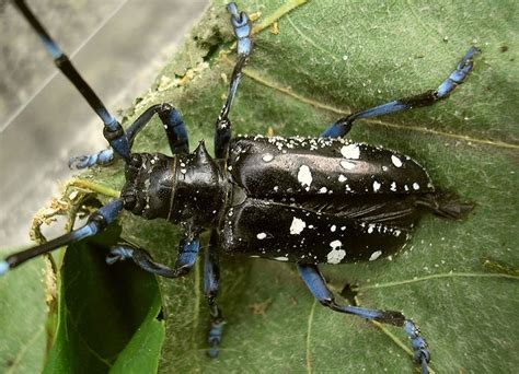 Asian Long-Horned Beetle Facts, Habitat, Diet, Life Cycle, Baby, Pictures