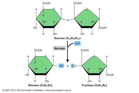 Hydrolysis reaction — Science Learning Hub