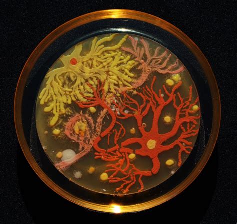 Microbe Masterpieces: Scientists Create Cool Art from Bacteria | Live ...