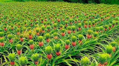 🔥 A Pineapple farm 🔥 : NatureIsFuckingLit