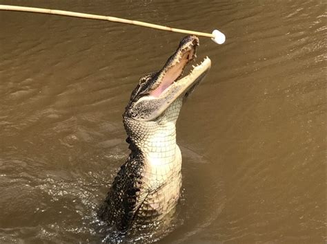 Exploring the Honey Island Swamps - Alligator Swamp tour!