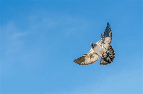 The North West One Loft | Pigeon Racing in the Pennine Valley