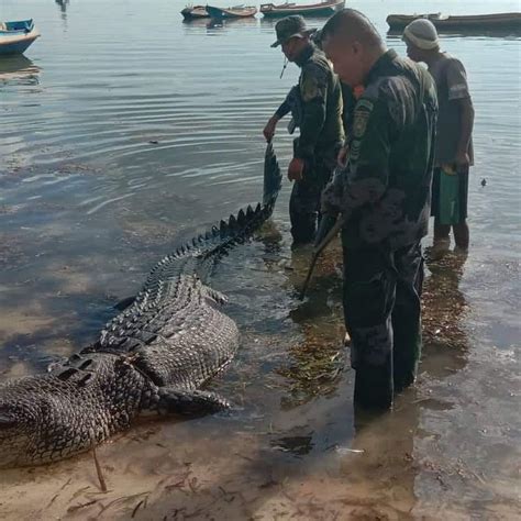 Nile Crocodile Attacks Human