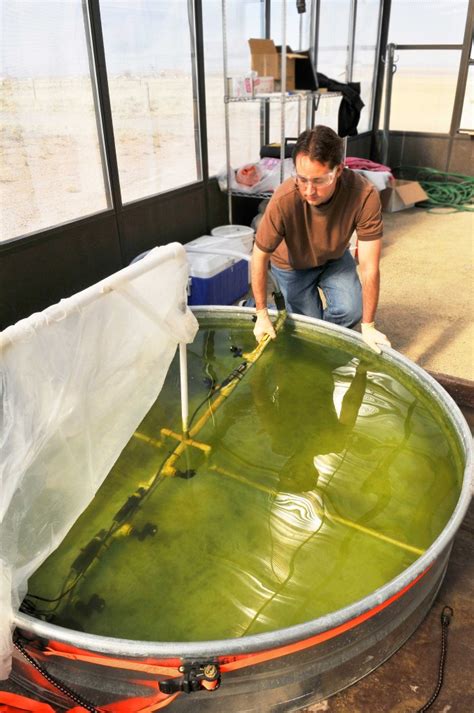 Golden Oldie: Key Role for Ancient Protein in Algae Photosynthesis ...