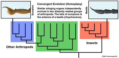 Parallel Evolution