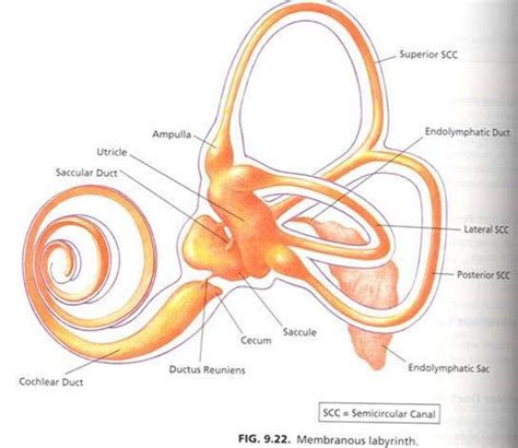 MEDICAL IMAGES: Membranous labyrinth