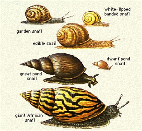 How to Find and Catch a Garden Snail - Dengarden