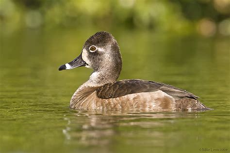 Ringneck duck female close up | Mike Lentz Photography | Flickr