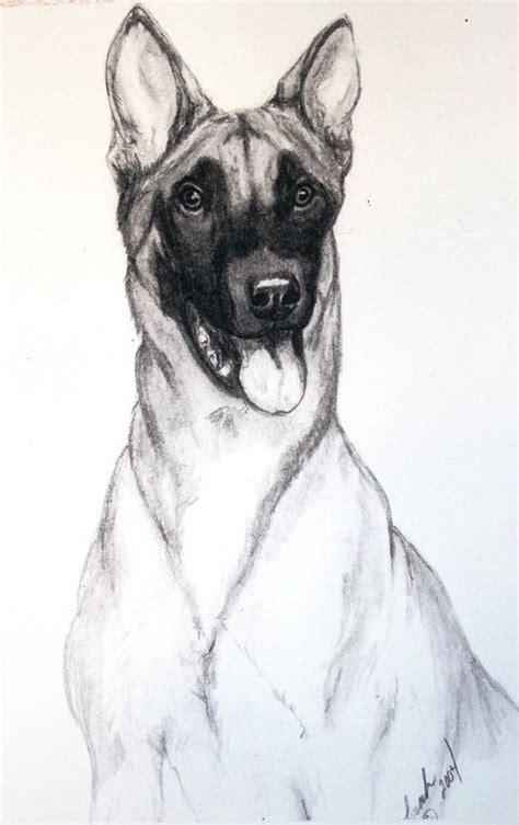 Belgian Malinois Drawing by Lorah Tout