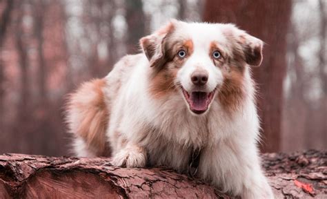 35 Australian Shepherd Mixes: Check Out These Precious Pics!