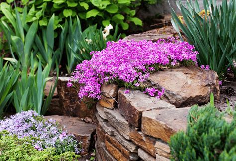 15 Beautiful Ground Cover Plants With Purple Flowers - Gardening Chores