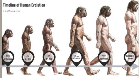 Stages Of Human Evolution Names : Human Evolution Showing Six Different ...