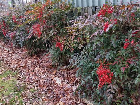 Nandina shrubs offer gorgeous winter color | Mississippi State ...