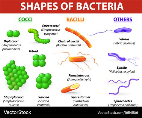 Types bacteria Royalty Free Vector Image - VectorStock