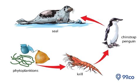 Urutan Rantai Makanan di Laut Beserta Contoh dan Penjelasannya