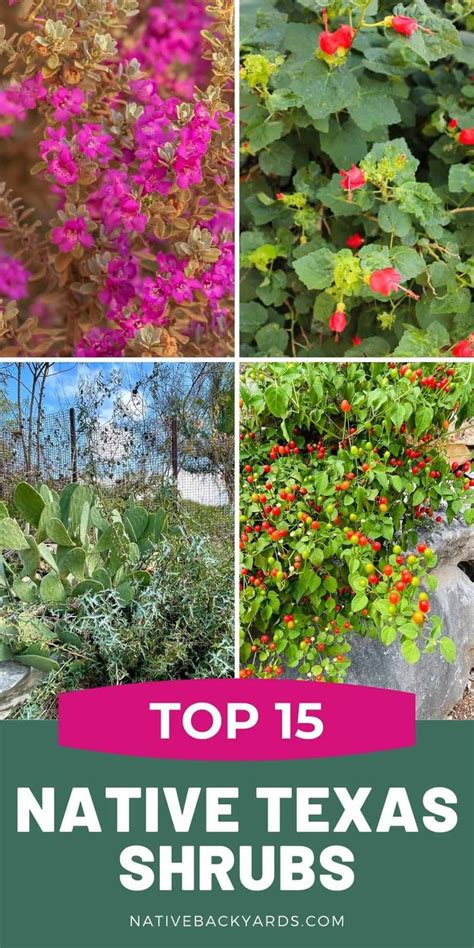 Sun Plants, Shade Plants, Garden Plants, Front Landscaping, Landscaping ...