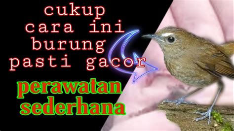 Suara burung cepat gacor Cara Mudah Merawat burung jongkangan coklat ...