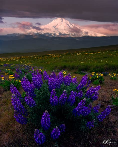 Mount Hood and Wild Lupine (2015) | Dalles Mountain Ranch, Washington ...